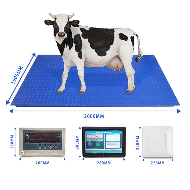 RFID cattle ear tag recognition weighing system electronic animal scale RFID animal ear tag recognition floor scale with smart touch screen