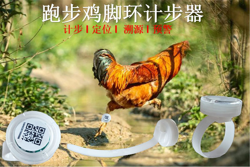 RFID running chicken step counting anklet, RFID walking chicken step counting anklet, RFID pigeon step counting anklet, 2.4G RFID step counting anklet